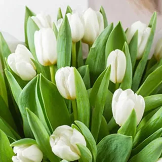 White Tulips in Bouquet