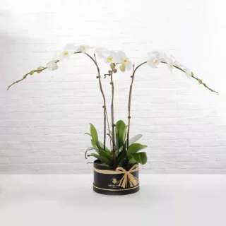 3 White Phalaenopsis Plant In Black Box