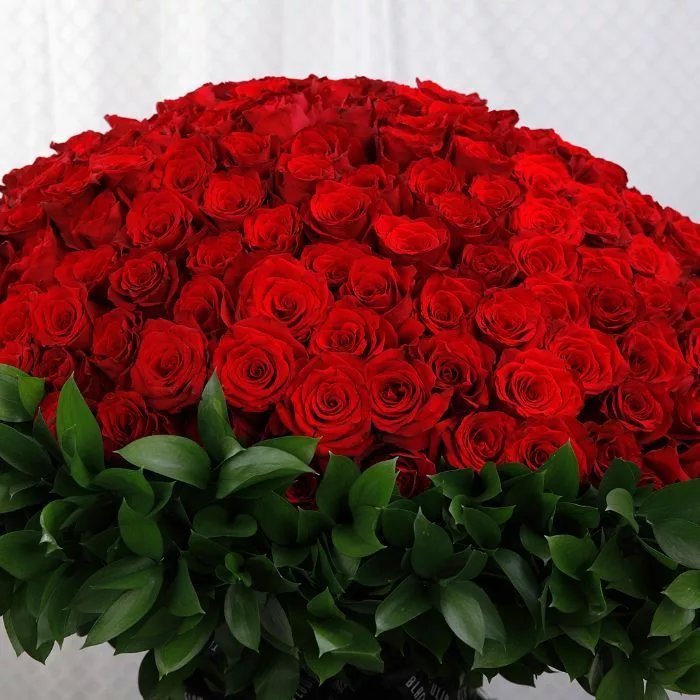 500 red roses for valentine s 4 jpg