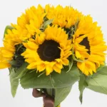 6_stems_of_sunflower_bunch_2_.jpg
