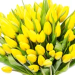 abundant_yellow_tulips_2_.jpg