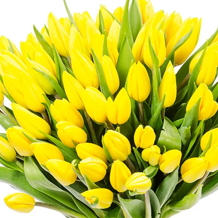abundant yellow tulips 2 jpg