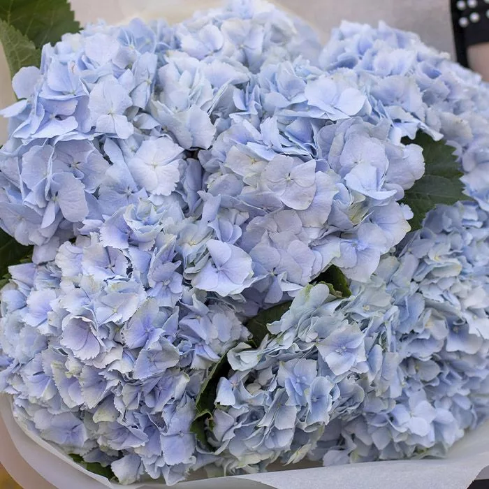 be blue hydrangea bouquet 2 jpg