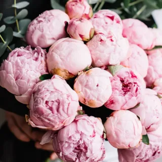 Bunch of Pink Peonies
