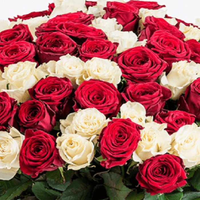bunch of red and white roses