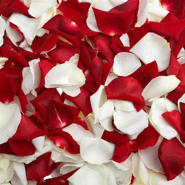 fragrance rose petals jpg