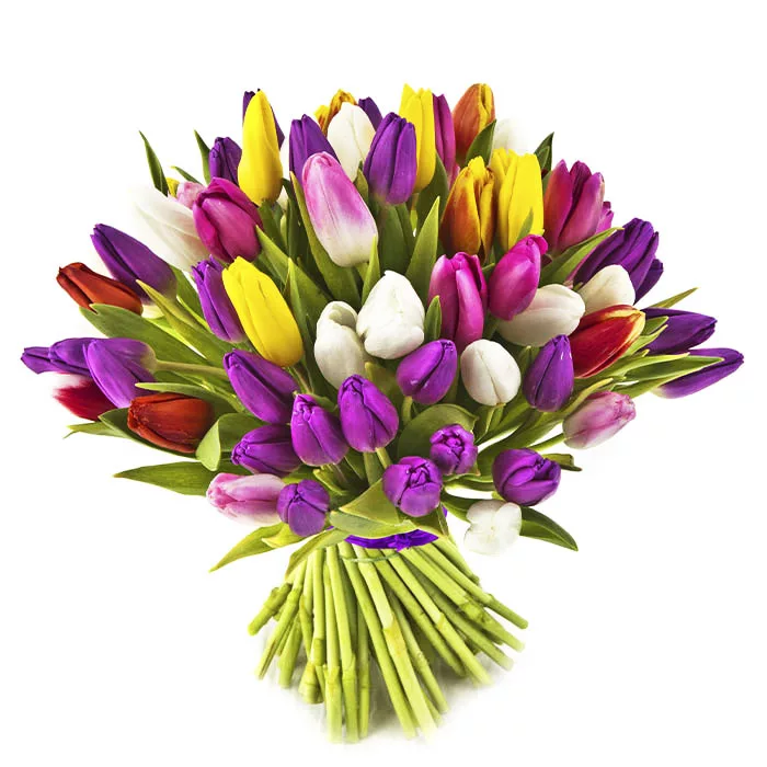 multicolor tulips jpg