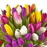 multicolor_tulips_2_.jpg