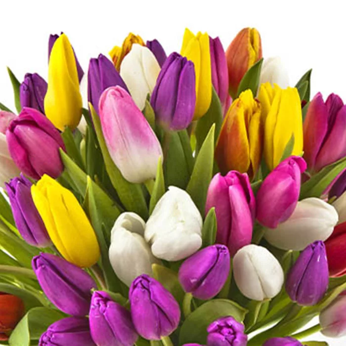 multicolor tulips 2 jpg