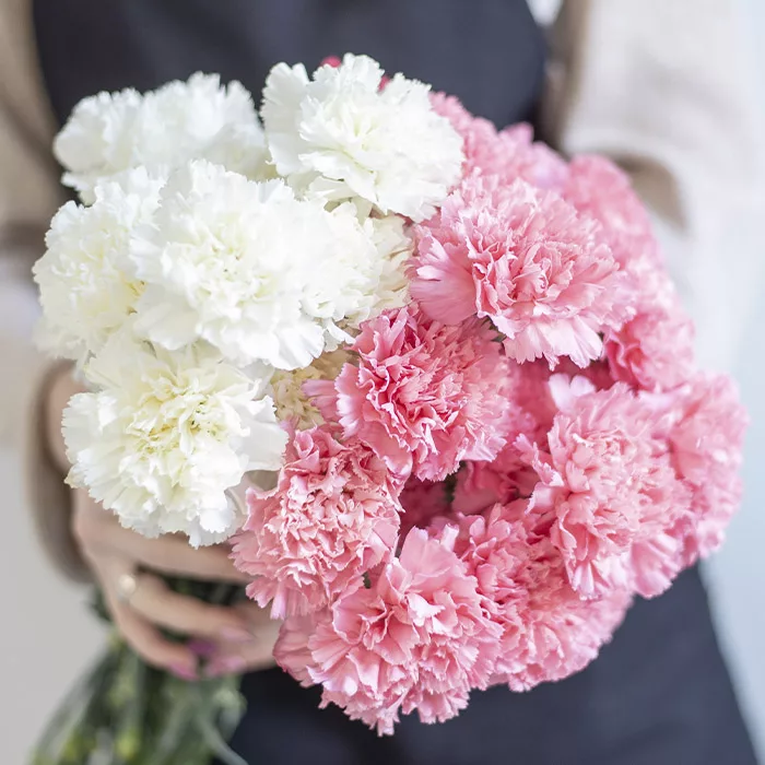 pink white carnations jpg