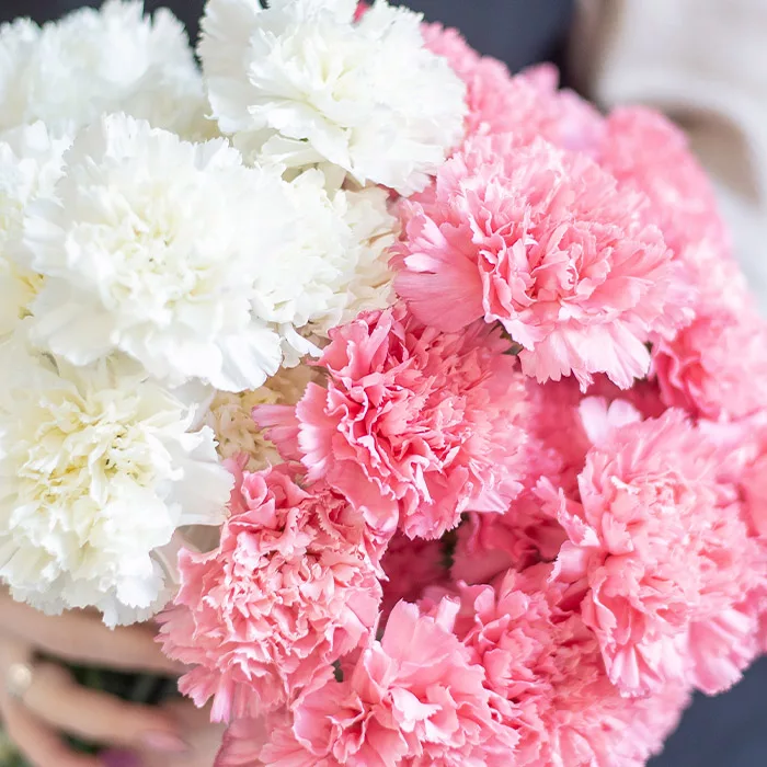 pink white carnations 2 jpg