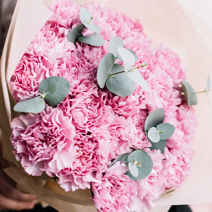 pinky carnations 2 jpg