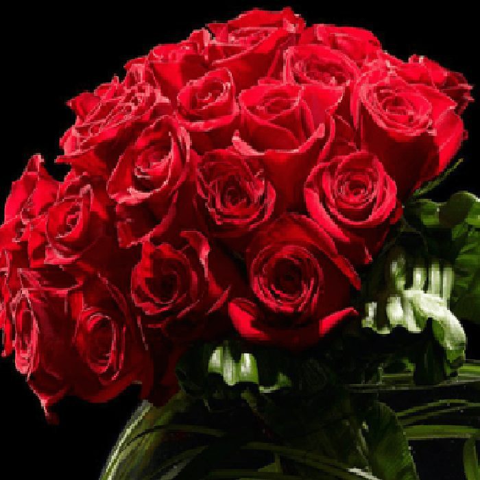 stunning red roses