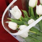 White Tulips - 10 stems 4 white-tulips–10-stems-2026_04