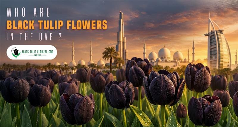 Black Tulip Flowers and Dubai skyline