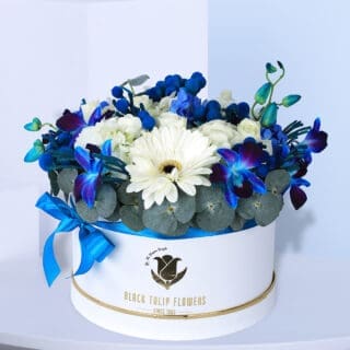 Sincere Blue  Surprise