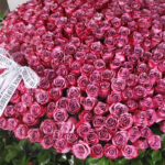 Outstanding Purple Roses 5 05