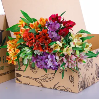 Alstroemeria Mix