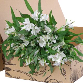 Alstroemeria White
