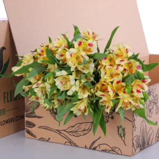 Alstromeria Yellow