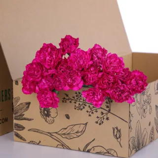 Carnation Single Dark Pink