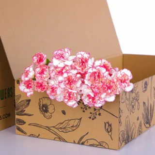 Carnation Single Pink Bicolor