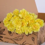 Carnation Single Yellow 2 Carnation Single Yellow 01