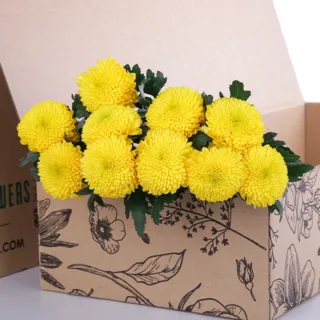 Chrysanthemum Ping Pong Yellow