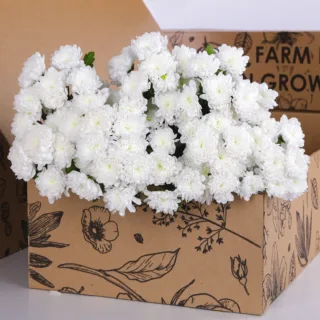 Chrysanthemum Spray Euro White
