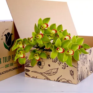 Cymbidium Green