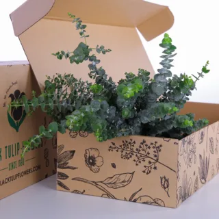 Eucalyptus Baby Blue