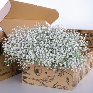 Gypsophilia Excellence