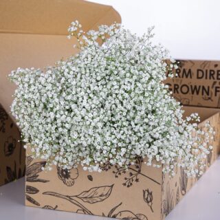 Gypsophilia Zinzi White