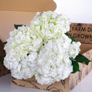 Hydrangea White