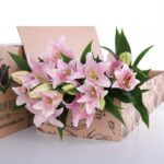 Lily Asiatic Light Pink 03