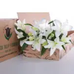 Lily Asiatic White 02