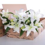 Lily Asiatic White 03
