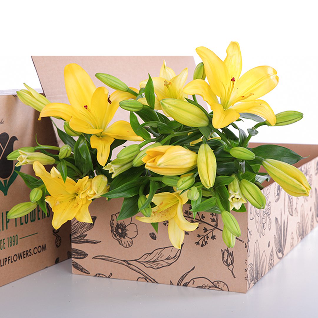 Lily Asiatic Yellow