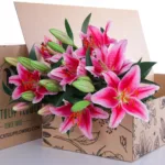 Lily Stargazer with Vase 3 Lily Stargazer Pink