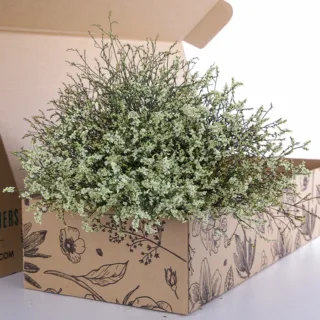 Limonium Caspia-Yellow