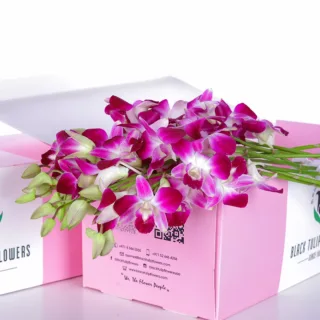 Orchid Dendrobium Purple