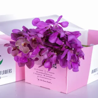 Orchid Mokara Jabkuan