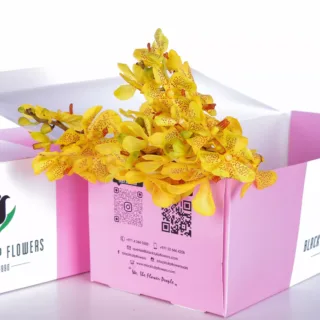 Orchid Mokara Lemon Yellow