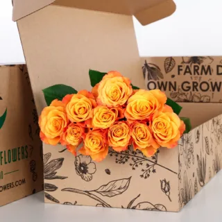 Rose Orange Double Color