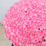 Regal Expressions 2 04