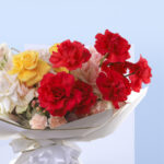 Dazzling Beauty 5 3 (53)