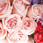 Dramatic Combination 2 4 (29)