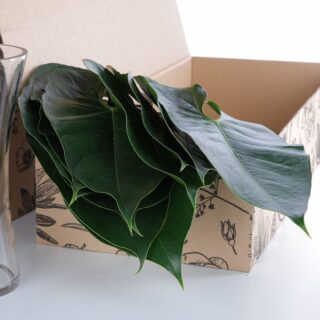 Anthurium Leaves