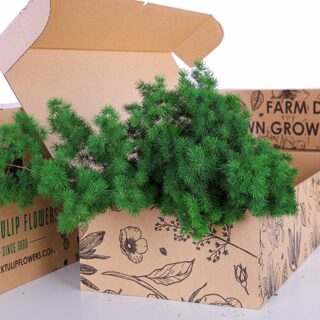 Asparagus Umbellatus