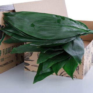 Aspidistra Leaves